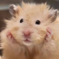령누나가돈을썼어 (@zhangryeong) 's Twitter Profile