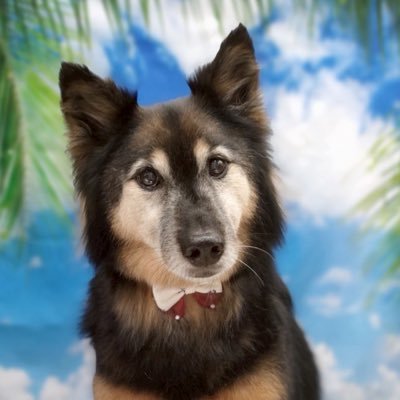 愛護センターから迎えた雑種犬アンちゃん🐾2013.9/24〜12歳🫧基本的には人にも犬にも友好です🤝お友達🐶とお出かけするのが大好きです❤️たまに義実家の胡麻柴雑種げんちゃんも登場🐕