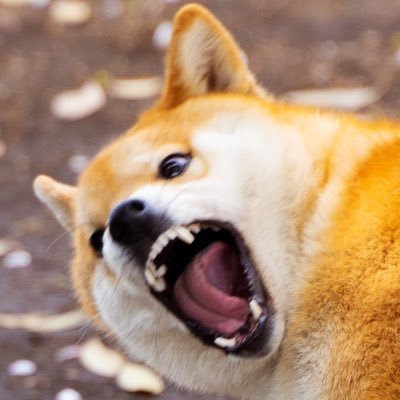 ごはんさんのプロフィール画像
