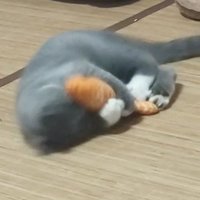 ssz (@ssz7367) 's Twitter Profile