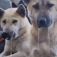 sokakkopegi31 🇨🇴 (@fenasalbahce) 's Twitter Profile