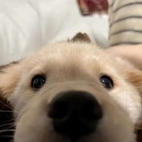𝒿૮・ᴥ・ა𝓃 (@jjnejno) 's Twitter Profile