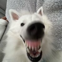 조두팔 (@doooooopal) 's Twitter Profile