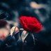 Rose Wood (@esoranna46) Twitter profile photo Rose Wood (@esoranna46) Twitter profile photo