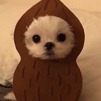 ๋ณต๋ณต (@dogloveve) 's Twitter Profile Photo ๋ณต๋ณต (@dogloveve) 's Twitter Profile Photo