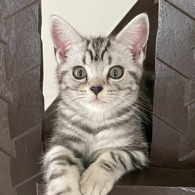 メダカ初心者 グリーンベール通ってから メダカが大好きになりました。岐阜県に住んでます。近くの方と繋がりたい。インスタやってます、tajakiraで検索お願い致します。