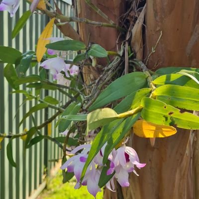 yuruliuk's profile picture. 