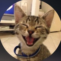 Cats with Aura π.. (@cats_pussies) 's Twitter Profile