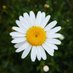 Daisy (@olivejs_) Twitter profile photo Daisy (@olivejs_) Twitter profile photo
