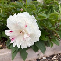 CommonSensr (@csensr81544) 's Twitter Profile