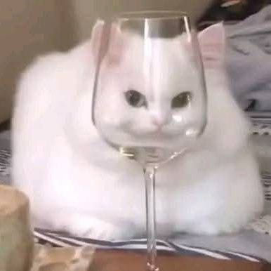 bushraFl's profile picture. 