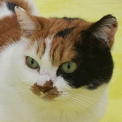 とくさんのプロフィール画像