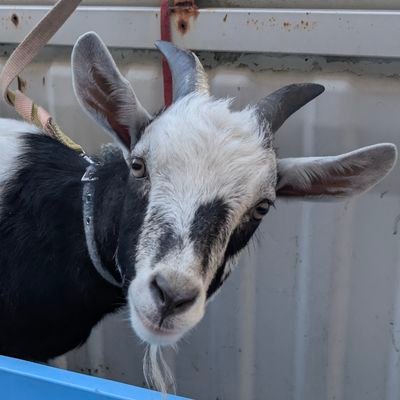 bothuman0724's profile picture. 福岡県民23歳🚹╏百合活とか物書きしてる╏わたなれ、ささ恋、きみ死ぬ、きたかわ、わた百合╏アニメ╏ウマ娘╏ガンプラ╏料理と酒好き╏スイーツ好き╏ボイロ好き╏pixivで百合とかの小説書いてる https://t.co/fBEBO0sOhl