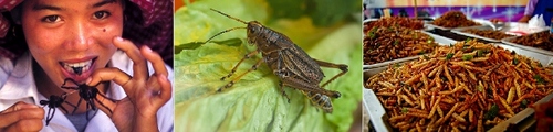 Entomophagy's forum: yummy & eco-friendly bug eating. Le Forum dédié à l'Entomophagie (manger des insectes). Délicieux, sain, écologique et économique.