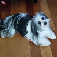 @SweetSaucyBroad (@sweetsaucybroad) 's Twitter Profile