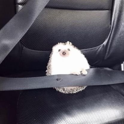 yevreyumer's profile picture. Nikon Coolpix P1000