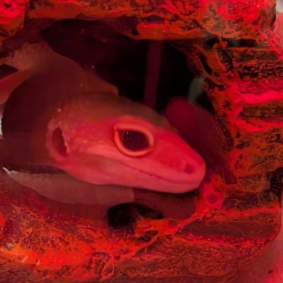 N1GHTM4R3_J0KU's profile picture. You can call me Yumi. 

24 years old

Pansexual, Asexual, & Gender-fluid.