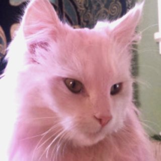 0xj4far's profile picture. tec