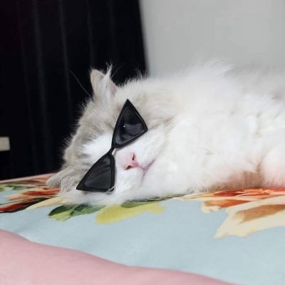 anncha99z_'s profile picture. อย่ามาบอกให้เลิกติ่ง ตอนนี้เรียนจบแล้ว ตั้งใจทำงานหาเงินไปติ่งและไปคอน (เน้นรีทวิต)