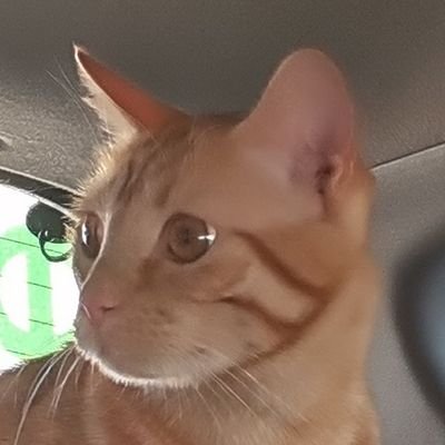 NeLLi Profile
