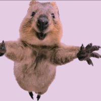 ぽてまる⭐︎ (@potemaru_w00f) 's Twitter Profile Photo