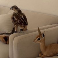 AlBatoul AlQahtani π (@batoulqah) 's Twitter Profile