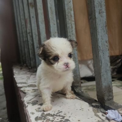 Gh0st1599's profile picture. 