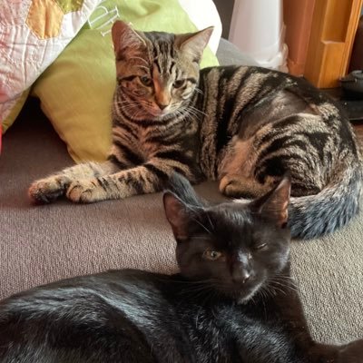 Woman-adult human female, atheist, reader, COYS. Queen-ager and Bitch Troll From Hell. banner by @Joycegender and @Terf_Rocks #TeamCarrotCottage