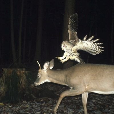 dunyaszkaldikca's profile picture. 