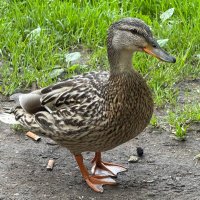 Cowboy (@arealcowboythe1) 's Twitter Profile Photo