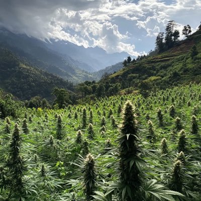 Blending science and soul to create legendary cannabis genetics. Discover bold, unique buds. 🌿