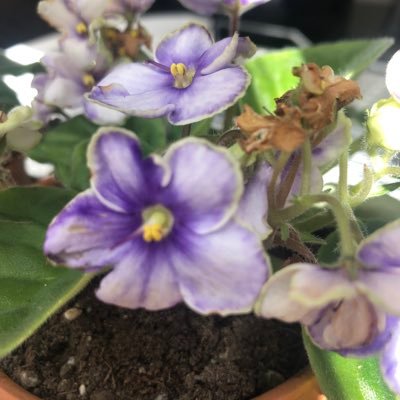 MaESanchezMz's profile picture. 