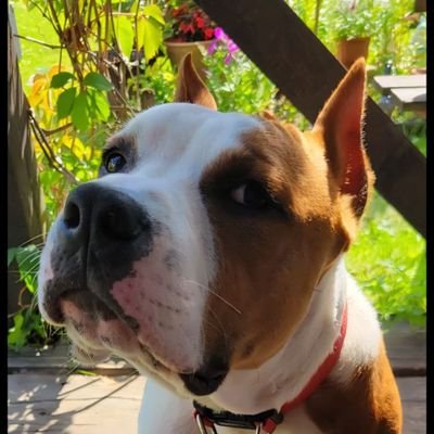 ASSH0RSE's profile picture. anatomía animal