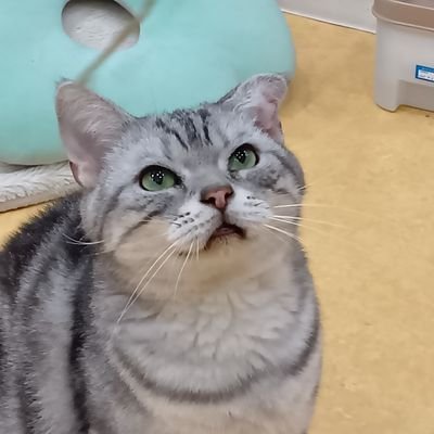 長女猫(シャムMIX)・次男猫(ハチワレ,天国組)・末っ子猫(黒猫)・新入り(アメショ) ※保護した順※ 4匹の宝物と、みけこの5匹暮らし。 以前「成猫なんて人慣れしないからやめとき」な〜んて言われましたが、みにゃさんかいにゅし大好きになってくれました。
なりよりかいにゅしがみんにゃの事大好きよ!