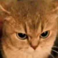 Polska (@polskabspc) 's Twitter Profile
