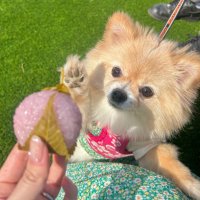 Sally (@sally_chan_desu) 's Twitter Profile Photo Sally (@sally_chan_desu) 's Twitter Profile Photo
