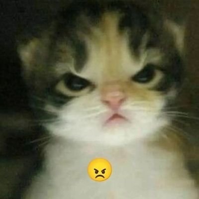 Quiero un gato pero soy demasiado perro| IDGAF (I do give a fuck)|