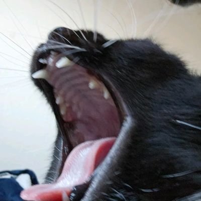 ada_goose's profile picture. hi