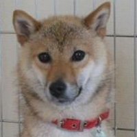 Mother of Bonk (@decadefiles_) 's Twitter Profile