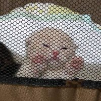 Mikaᥫ᭡ (@mik4dya) 's Twitter Profile