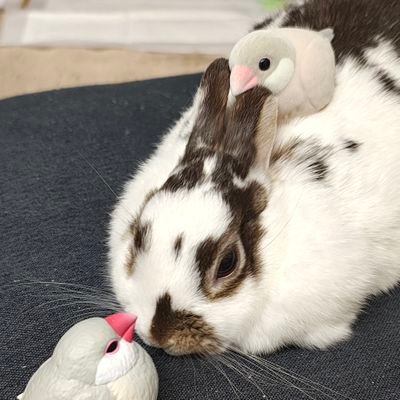 megahappy0125's profile picture. ひっそり茨城県で色んなアイドル応援してます(⑉･ ･⑉)
うさぎ垢@moka_sya_usagi_