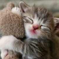 ๋จ๋ค๐ค (@habbincat) 's Twitter Profile Photo ๋จ๋ค๐ค (@habbincat) 's Twitter Profile Photo
