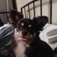 Josh Anderson (@joshand56231817) 's Twitter Profile