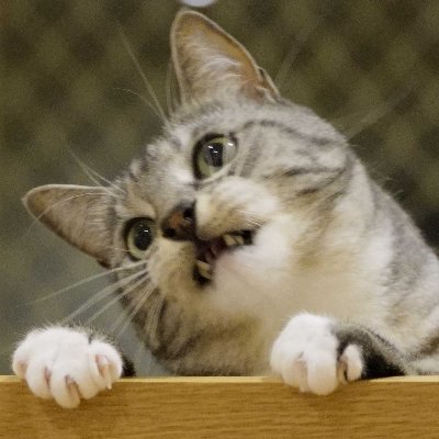 s_t_bruh's profile picture. 屁话连篇。高浓度猫图。
賞味期限一年間。
𝙄 𝙡𝙞𝙨𝙩𝙚𝙣 𝙩𝙤 𝙖𝙡𝙡 𝙜𝙚𝙣𝙧𝙚𝙨.