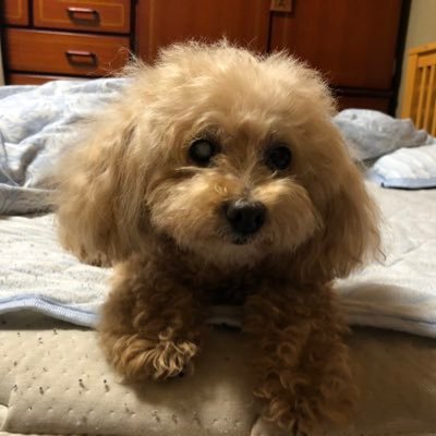 o46172's profile picture. 毎朝犬の散歩で富士山に1日の挨拶をして出発してます