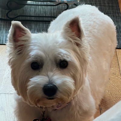 kavionmontes's profile picture. waiting on TVL