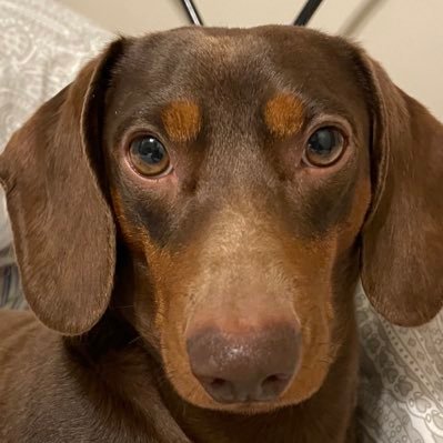 ben1845078's profile picture. Deport / Deport are my pronouns.  Jesus Christ is the alpha and omega.  America 🇺🇸 is healing.  Trump is  your two time President…