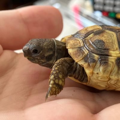 ぽめこ ぽめこ (@pome_kame) / X