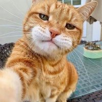 گربه خندان (@b_dandan0x1) 's Twitter Profile