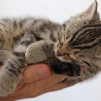 手のひら株猫 (@mssm0800) 's Twitter Profile